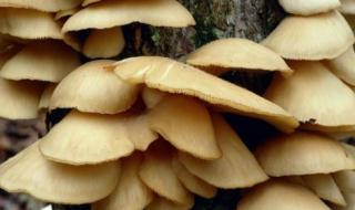 家养蘑菇种植方法